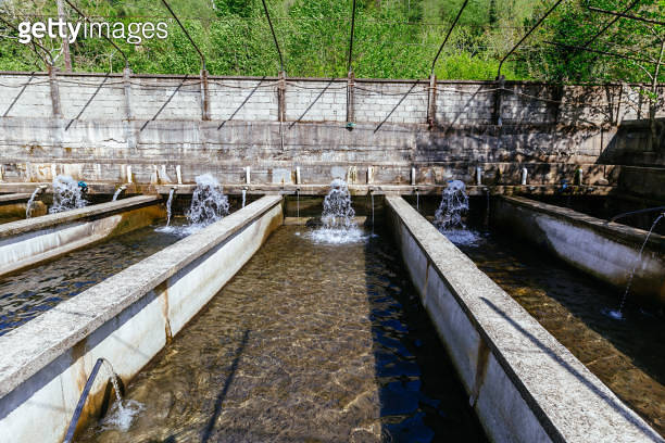 Breeding of trout in pools in fish farm (1493302632) - 게티이미지뱅크