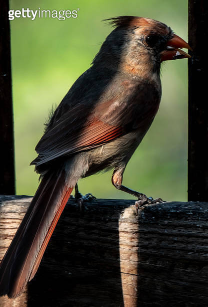 Deep shadow down the back of a Northern Cardinal 이미지 (1613046978) - 게티이미지뱅크