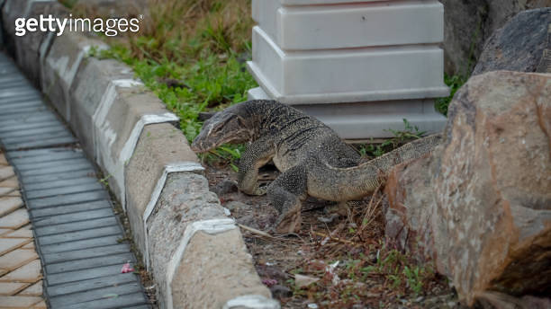 Asian Water Monitor Lizard as known as Malayan water monitor, common ...