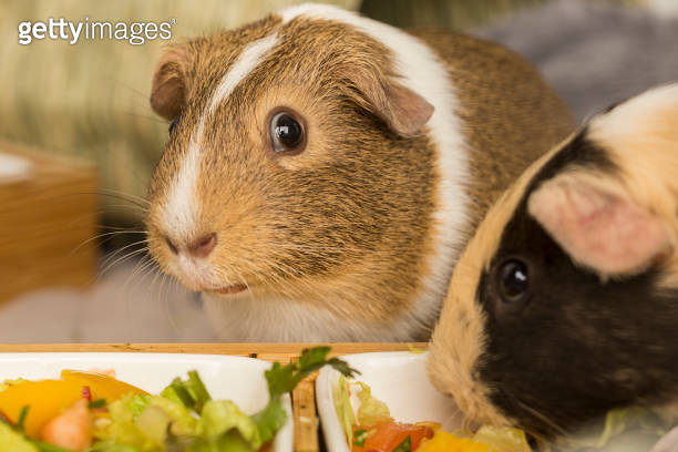 Visual Reference: Close Up View Of Guinea Pigs With Mixed Salad 이미지