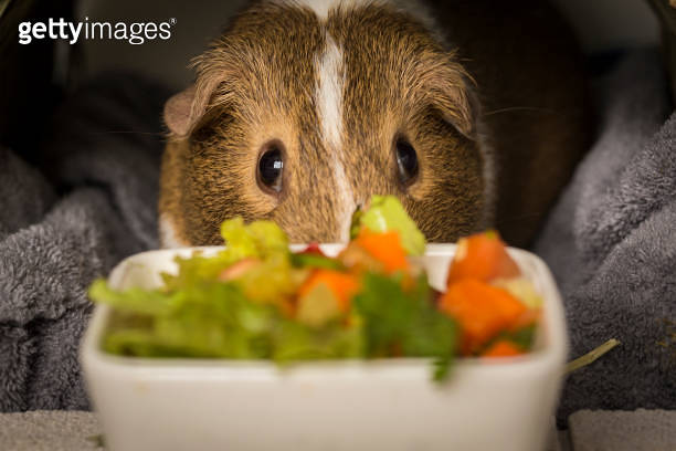 A hungry guinea pig looking at the salad 이미지 (1579734102) - 게티이미지뱅크