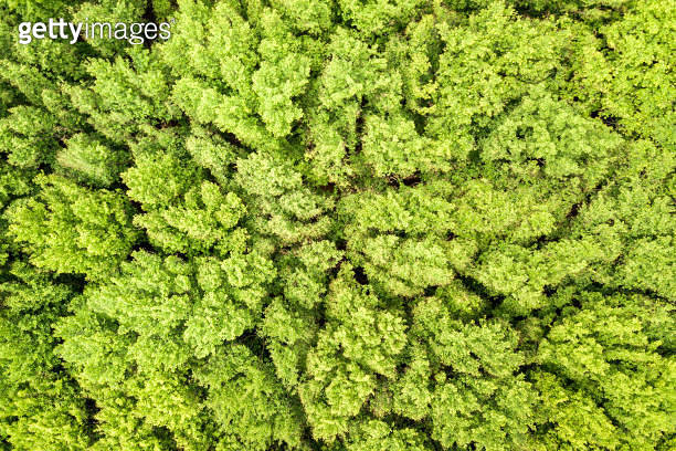 Top down aerial view of green summer forest with canopies of many fresh ...