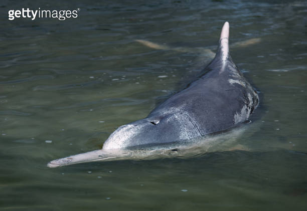 Australian humpback dolphin Sousa sahulensis, occur between northern