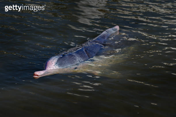 Australian humpback dolphin Sousa sahulensis, occur between northern