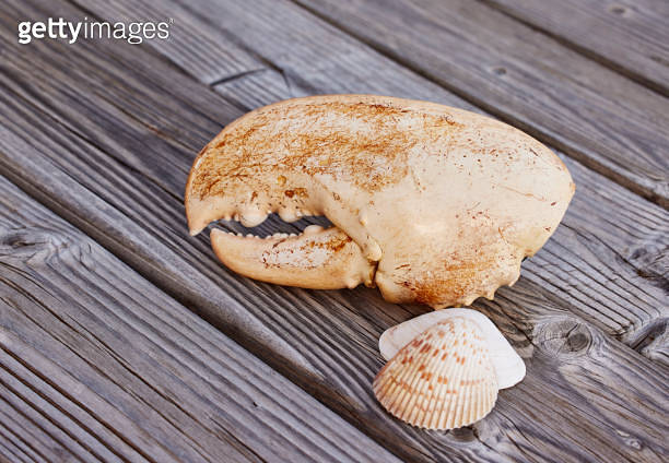 Jumbo Lobster Claw Shell on Weathered Wood with seashells (1751289844 ...