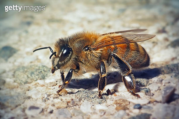 Apis mellifera Western Honey Bee Insect 이미지 (1700073981) - 게티이미지뱅크