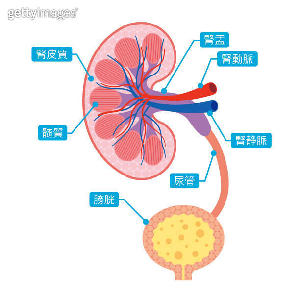 How the kidney works 이미지 (1472947396) - 게티이미지뱅크