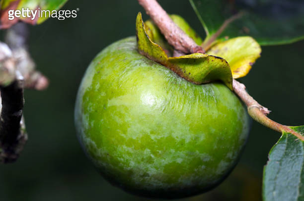 Large green persimmon fruit that grows vigorously (Sunny outdoor