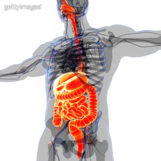 Human Digestive System Anatomy 이미지 (1480048701) - 게티이미지뱅크