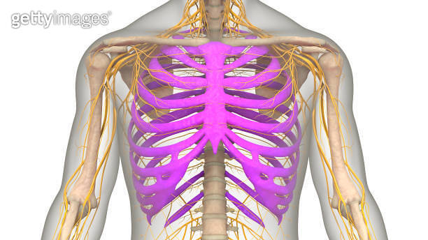 Human Skeleton System Rib Cage Bone Joints Anatomy 이미지 (1816588751 ...