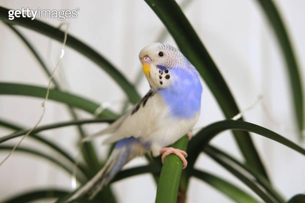 Budgie. Budgerigar. Funny blue purple parakeet sitting at the green ...