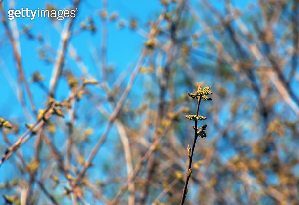 Sumac In Spring Close-up of fragrant sumac in spring. Latin name Rhus Aromatica. Sumac ...