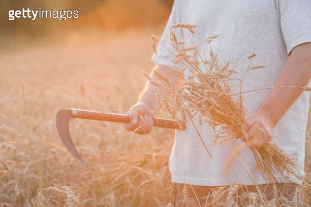 A man holds golden ears of wheat and a sickle against the background of ...