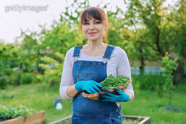 Portrait of smiling farmer woman with basket of arugula herbs looking ...