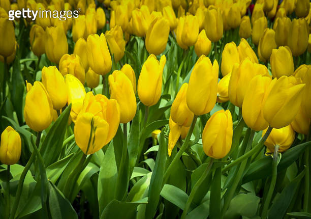 Beautiful of yellow tulips field background blooming in spring season ...