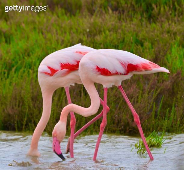 Pink Flamingos in France 이미지 (1765295161) 게티이미지뱅크