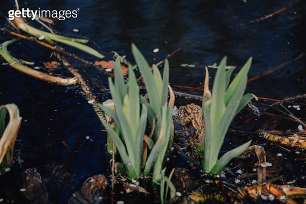 Several layers of frog roe in pond in spring, couple of common cute ...