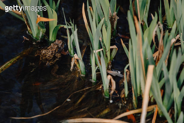 Several layers of frog roe in pond in spring, couple of common cute ...