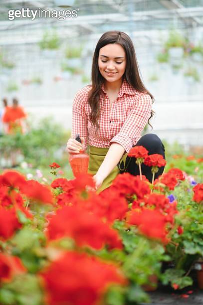 Pretty female gardener taking care of plants in her flowers and plants ...