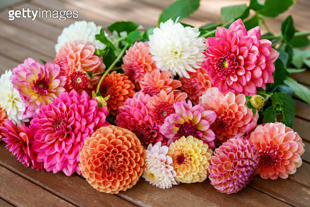 Different pink, orange and white Dahlia flowers. Colorful dahlia garden
