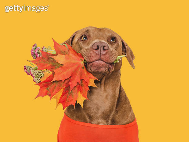 Cute brown dog, red shirt and autumn yellow leaves 이미지 (1765083814