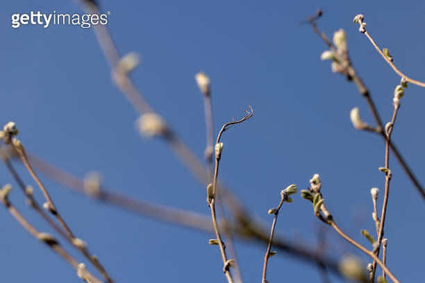 mountain ash tree branches in the spring season 이미지 (1682361333) - 게티이미지뱅크
