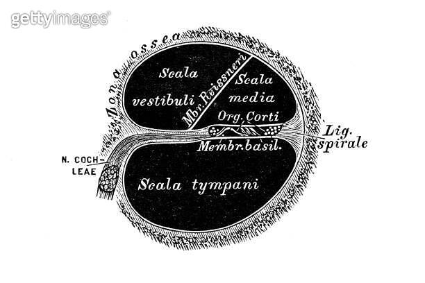 Ear and Auditory system ,snail passage (1695378907) 일러스트, 무료 일러스트 - 게티이미지뱅크