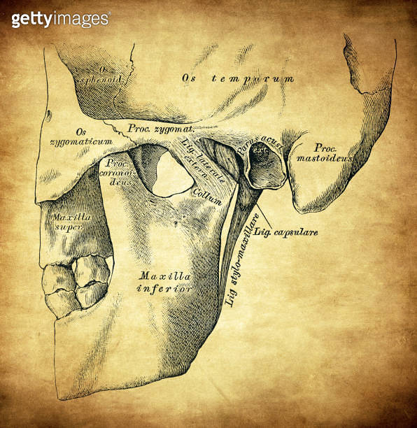 Maxilla joint 이미지 (1720067073) 게티이미지뱅크