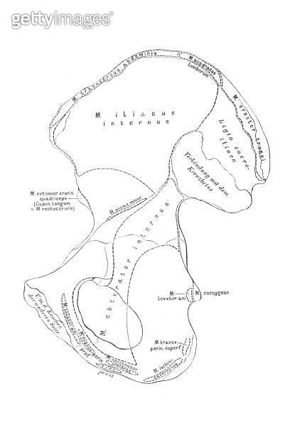 Hip bone (innominate bone, pelvic bone) 이미지 (1644090536) - 게티이미지뱅크