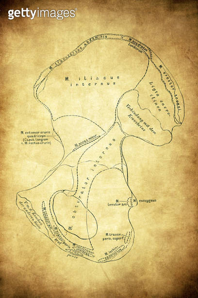 Hip bone (innominate bone, pelvic bone) 이미지 (1751667958) - 게티이미지뱅크