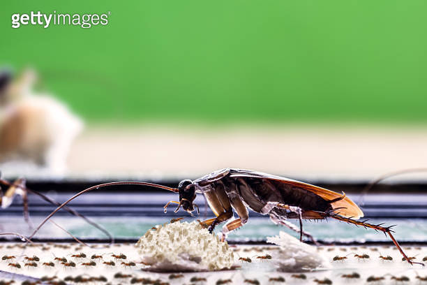 American cockroach eating crumbs on the dirty floor with lots of ants ...
