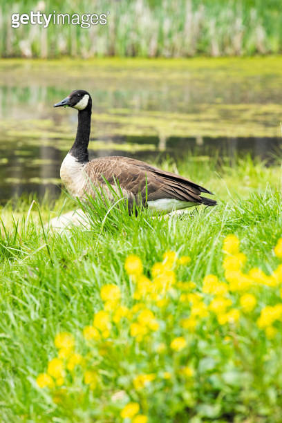 Canada Goose 이미지 (1486350300) - 게티이미지뱅크