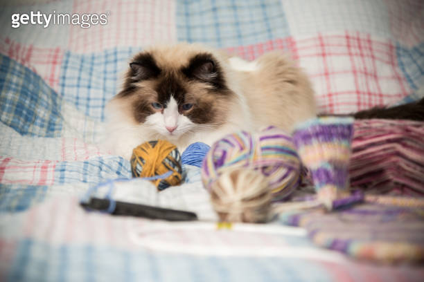 Colored threads, knitting needles and other items for hand knitting and ...