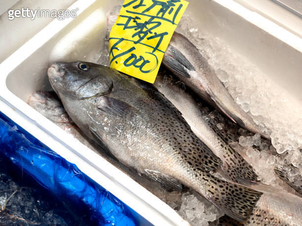Plectorhinchus cinctus lined up at the market 이미지 (1831520793) 게티이미지뱅크
