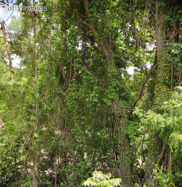 Invasive Climbing Vines Kill Forest Trees 이미지 (1617511420) 게티이미지뱅크