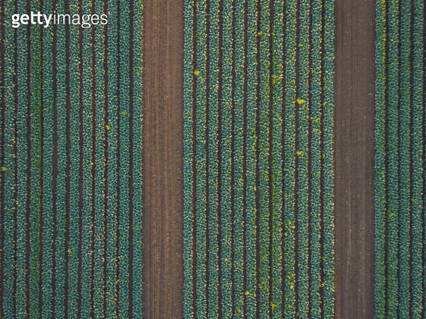 Crop Texture Rows Row of crops in a field near Gatton, Queensland, Australia 이미지 ...