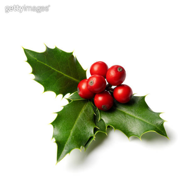 Christmas Holly With Red Berries. 이미지 (1656784571) 게티이미지뱅크