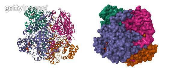 rcsb pdb - 6pt7: structure of kate1 catalase from... Structure of human erythrocyte catalase (1706254470) 일러스트, 무료 일러스트 - 게티 ...
