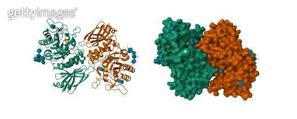 Human alpha-galactosidase substrate bound 이미지 (1681879032) - 게티이미지뱅크