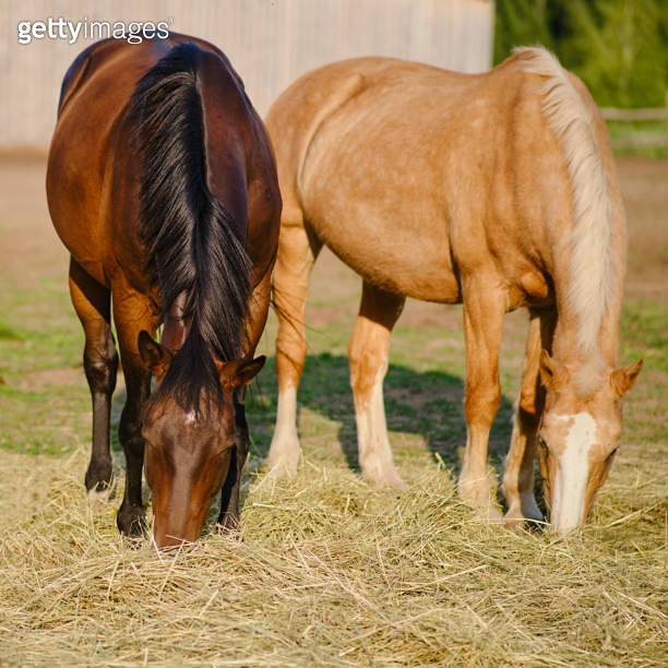 The horses in the farm pasture spend their time peacefully eating hay