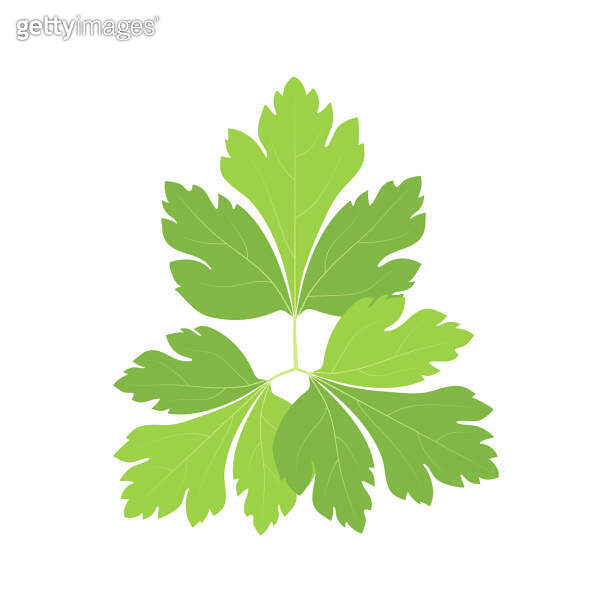 Young parsley leaves for garnishing dishes. 이미지 (1696693053) 게티이미지뱅크