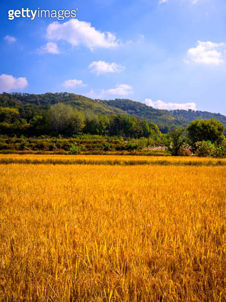 Tranquil autumn rice farm landscape in golden colors at Munyang, a ...