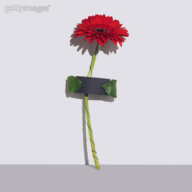 Red Gerbera Daisy holding black paper mockup, space for message, text