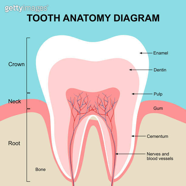 Tooth anatomy diagram in flat design vector. 이미지 (1806937534) - 게티이미지뱅크