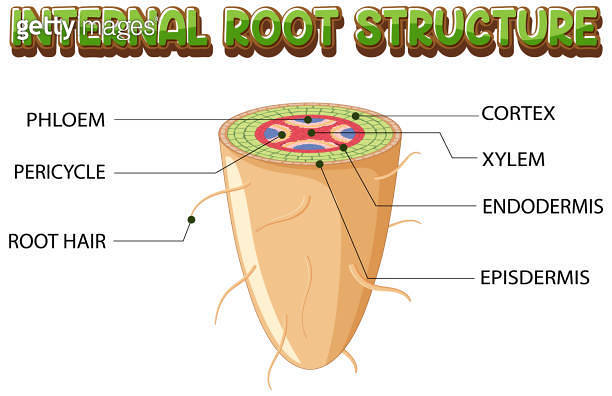Internal structure of root diagram 이미지 (1518648481) - 게티이미지뱅크