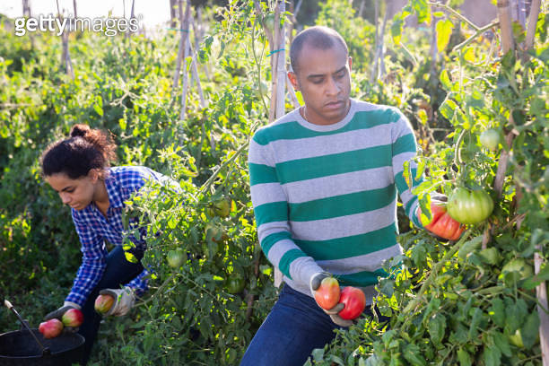 Hispanic farmer harvesting ripe tomatoes on farm field 이미지 (1492448006 ...