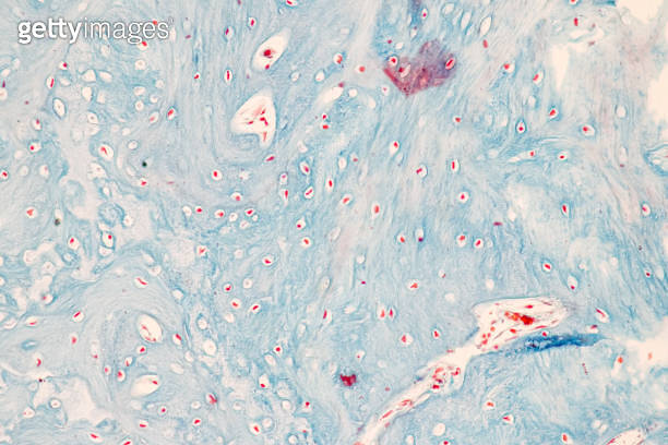 Characteristics Tissue of Internal ear Human under the microscope in ...