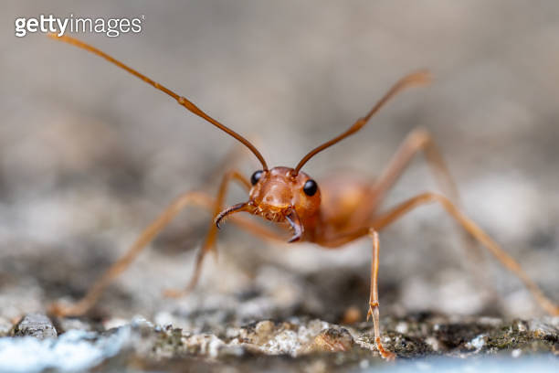 Beautiful natural macro shots of common insects and animals. 이미지 ...