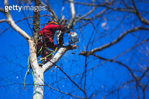 Arborist tree surgeon cutting tree branches with chainsaw, lumberjack ...