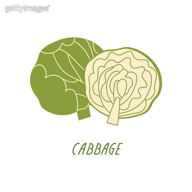 Cabbage head on a white background 이미지 (1498061170) 게티이미지뱅크